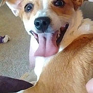 Scooby joined the competition — help win amazing prizes! dog, tongue_out, happy, pet, indoor, carpet, furniture, close_up, brown_and_white, canine, smiling, playful, ears_up, animal, companion, cute, friendly, looking_at_camera, domestic, home