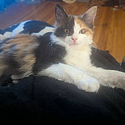 Miss Allison joined the competition — help win amazing prizes! cat, kitten, calico, fur, paws, whiskers, eyes, indoor, hardwood_floor, blanket, cozy, pet, portrait, lying_down, front_paws, closeup, furniture, home, cute, sleepy