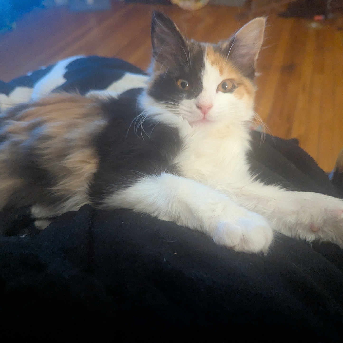 Miss Allison joined the competition — help win amazing prizes! cat, kitten, calico, fur, paws, whiskers, eyes, indoor, hardwood_floor, blanket, cozy, pet, portrait, lying_down, front_paws, closeup, furniture, home, cute, sleepy