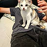 cat, kitten, calico, white_fur, gray_fur, orange_fur, animal, pet, sitting, portrait, wide_eyes, ears, whiskers, person, human, lap, clothing, sofa, indoor, home