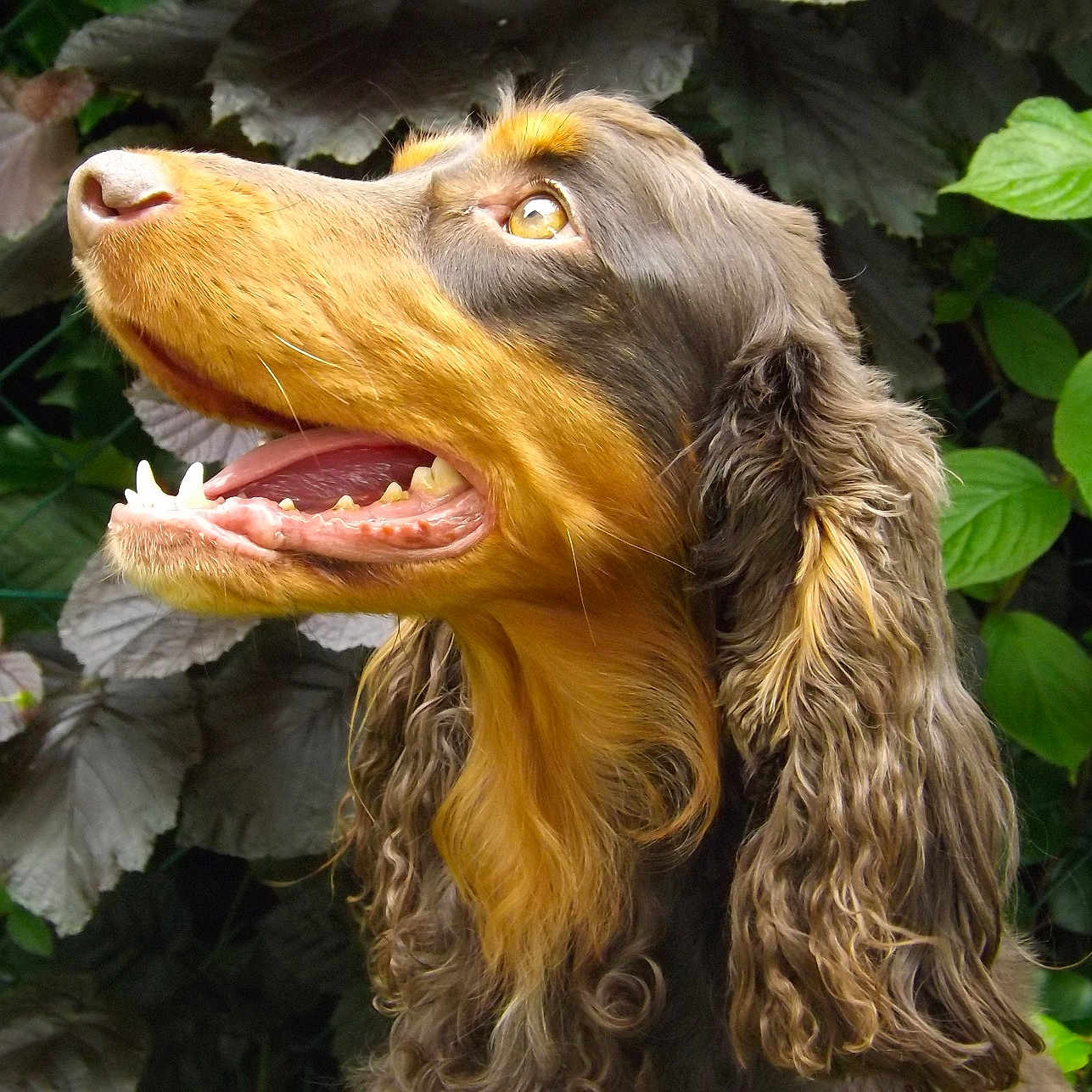 Maya a rejoint le concours — aidez-le/la à gagner de superbes lots ! animal, background_foliage, brown_fur, canine, close_up, dog, fur_texture, green_leaves, happy, looking_up, nature, open_mouth, outdoor, pet, portrait, purple_leaves, side_profile, tongue_visible, wavy_fur, yellow_eyes