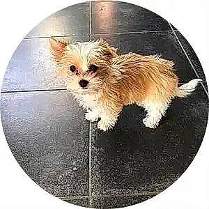 Nalla participe au concours pour gagner de l'argent avec cette photo : cairn_terrier, canidae, carnivore, companion_dog, dog, dog_breed, maltese, mammal, morkie, norwich_terrier, puppy, rare_breed_dog, shih_tzu, terrier, toy_dog, yorkshire_terrier