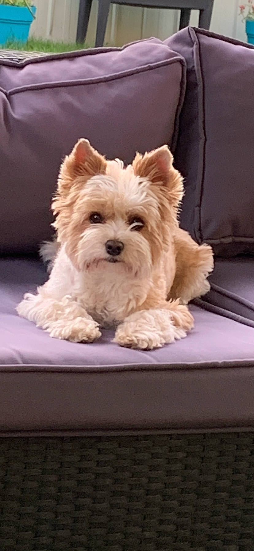 Nalla a rejoint le concours — aidez-le/la à gagner de superbes lots ! biewer_terrier, cairn_terrier, canidae, carnivore, companion_dog, dog, dog_breed, maltese, mammal, morkie, norwich_terrier, puppy, rare_breed_dog, small_terrier, terrier, toy_dog, vertebrate, west_highland_white_terrier, yorkshire_terrier