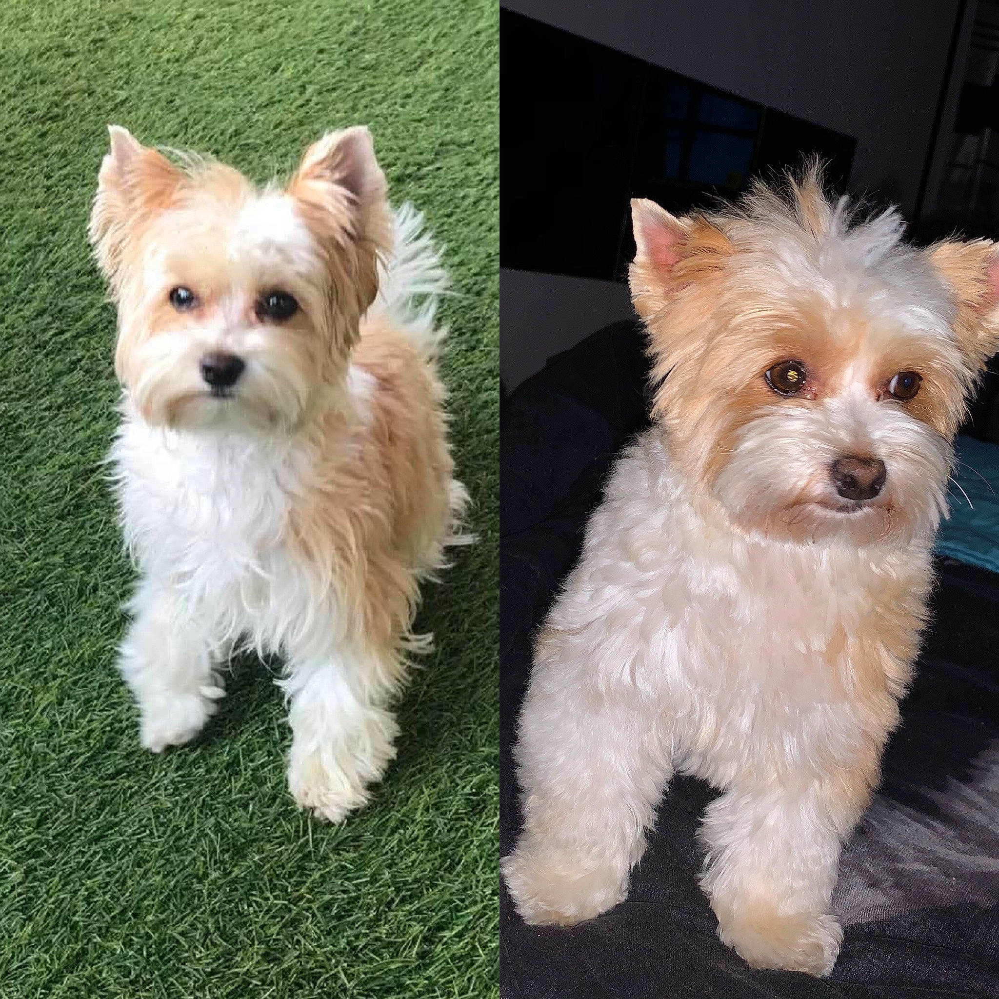 Nalla participe au concours pour gagner de l'argent avec cette photo : biewer_terrier, cairn_terrier, canidae, carnivore, companion_dog, dog, dog_breed, maltepoo, maltese, mammal, morkie, puppy, rare_breed_dog, small_terrier, terrier, toy_dog, vertebrate, west_highland_white_terrier, yorkipoo, yorkshire_terrier