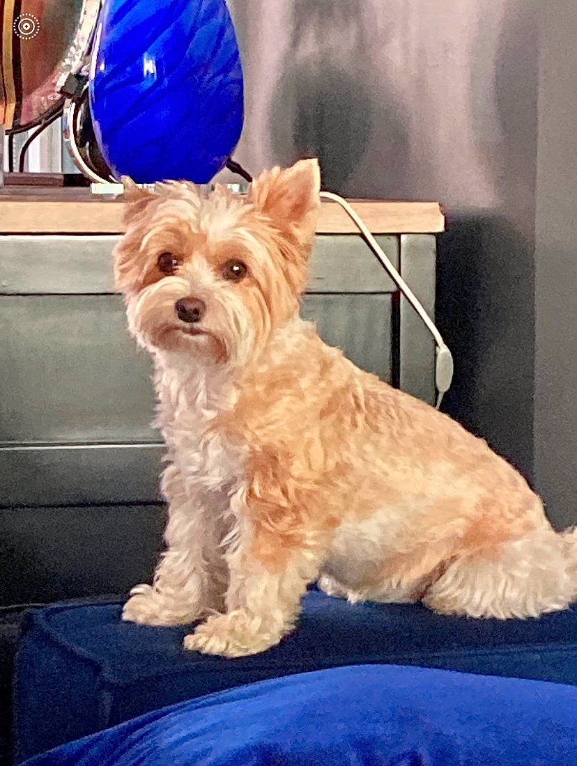 Nalla a rejoint le concours — aidez-le/la à gagner de superbes lots ! biewer_terrier, cairn_terrier, canidae, carnivore, companion_dog, dog, dog_breed, glen_of_imaal_terrier, mammal, morkie, norwich_terrier, puppy, rare_breed_dog, small_terrier, snout, sporting_lucas_terrier, terrier, vertebrate, west_highland_white_terrier, yorkshire_terrier