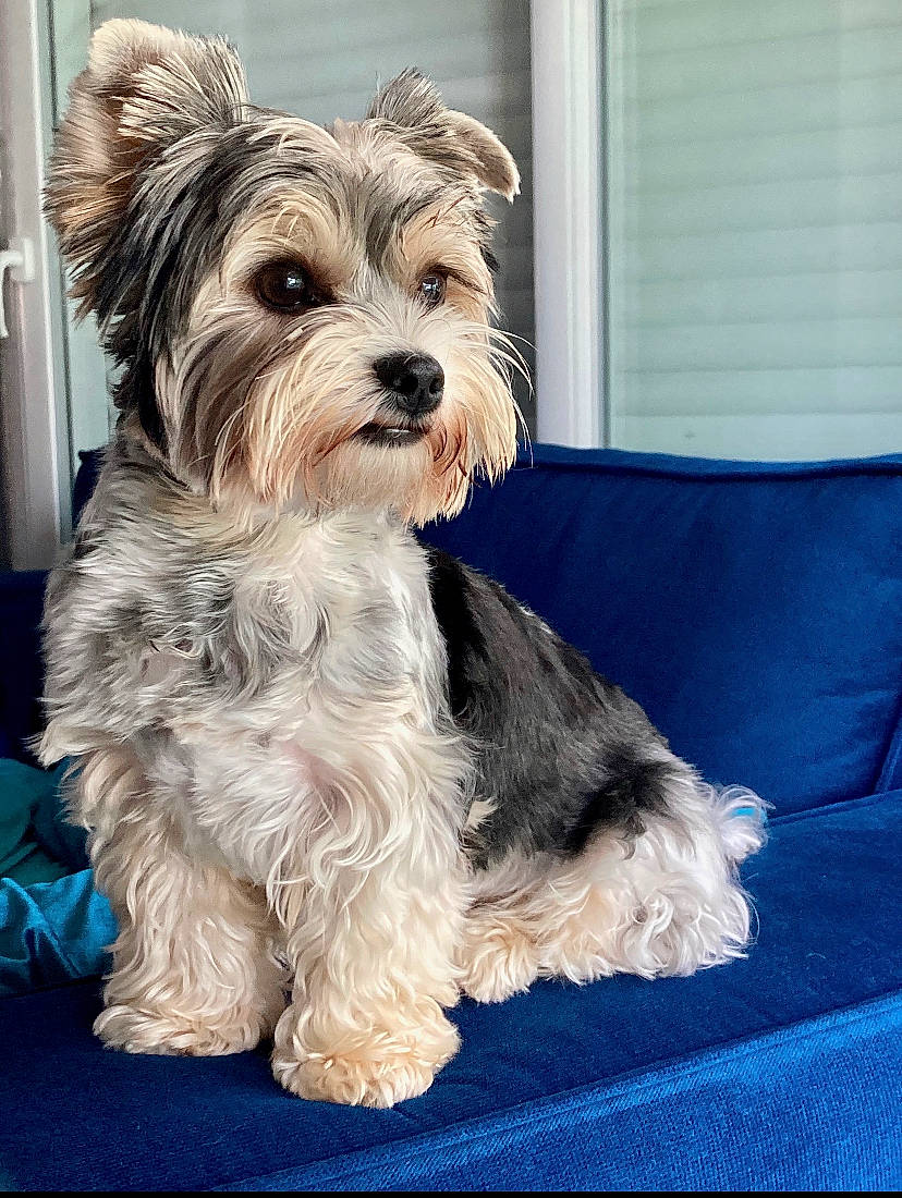 Pearly participe au concours pour gagner de l'argent avec cette photo : australian_silky_terrier, biewer_terrier, canidae, carnivore, companion_dog, dog, dog_breed, glen_of_imaal_terrier, mammal, miniature_schnauzer, morkie, puppy, rare_breed_dog, schnoodle, small_terrier, sporting_lucas_terrier, terrier, toy_dog, vertebrate, yorkshire_terrier