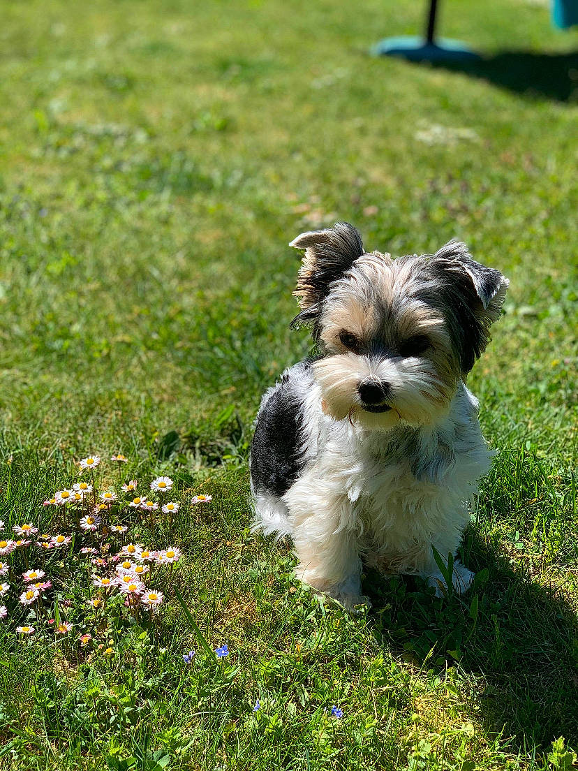 Pearly participe au concours pour gagner de l'argent avec cette photo : biewer_terrier, canidae, carnivore, chinese_imperial_dog, companion_dog, dog, dog_breed, grass, havanese, kyi_leo, lowchen, maltepoo, mammal, morkie, puppy, shih_tzu, sporting_lucas_terrier, tibetan_terrier, vertebrate, yorkshire_terrier
