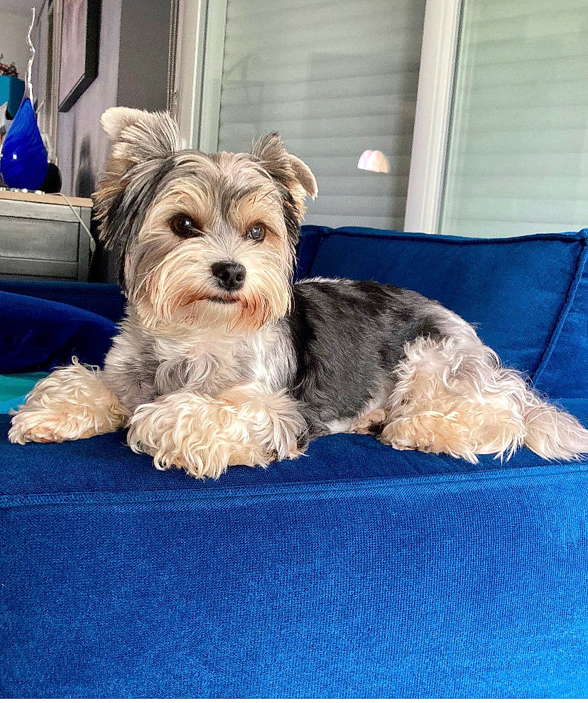 Pearly participe au concours pour gagner de l'argent avec cette photo : biewer_terrier, canidae, carnivore, companion_dog, dog, dog_breed, glen_of_imaal_terrier, maltepoo, mammal, morkie, puppy, rare_breed_dog, schnoodle, small_terrier, snout, sporting_lucas_terrier, terrier, toy_dog, vertebrate, yorkshire_terrier