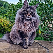 Lily is registered to the contest to win money with this photo: abyssinian, angora, animal, cat, flower, grass, hardwood, herbal, herbs, kitten, manx, path, pet, plant, pottedplant, siamese, slate, tree, walkway, wood