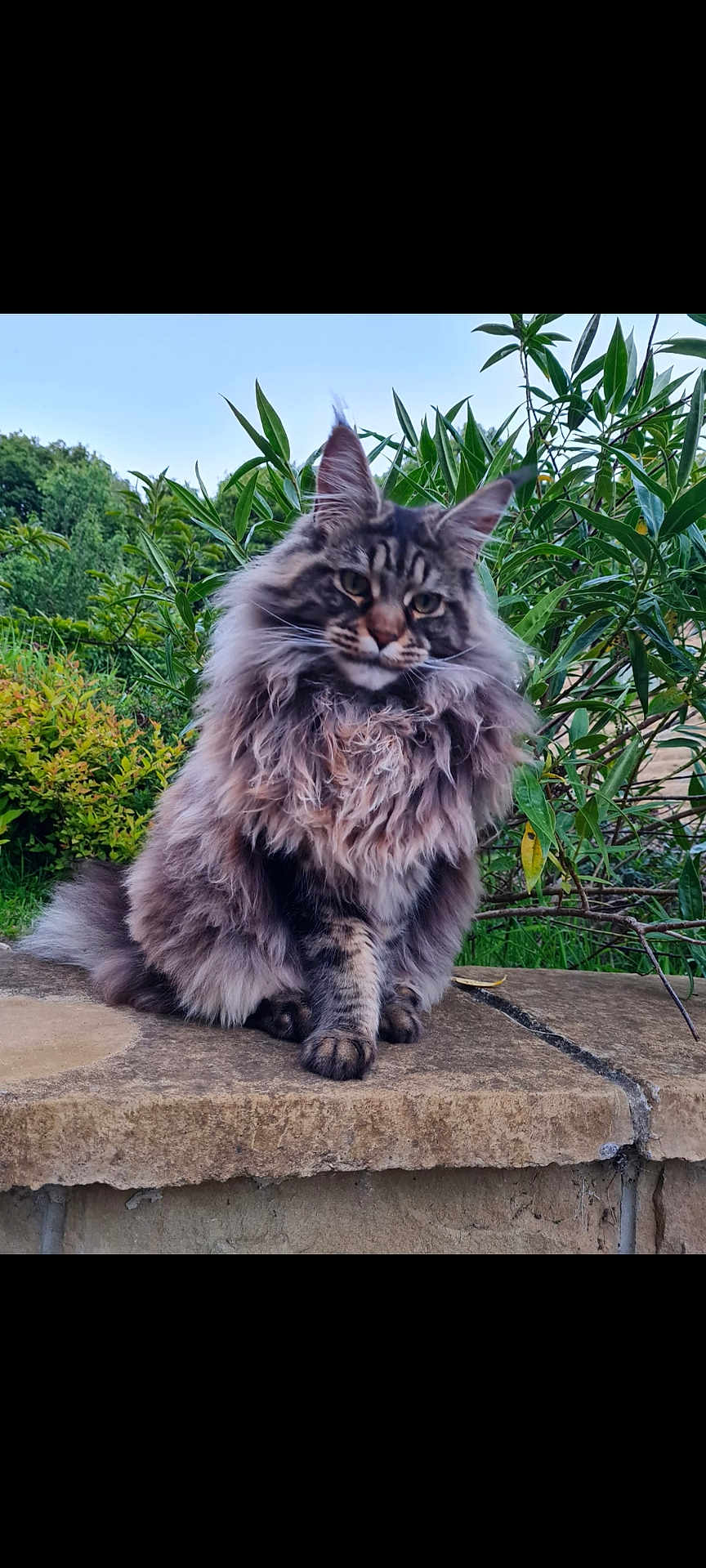 Lily