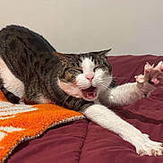 Gastby joined the competition — help win amazing prizes! cat, stretching, yawning, claws, bed, blanket, orange, white, tabby, fur, indoor, pet, animal, cute, sleepy, paw, relaxed, cozy, home, whiskers