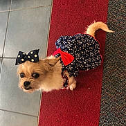 Nala joined the competition — help win amazing prizes! dog, small_dog, pet, bow, dress, clothing, indoor, carpet, tile_floor, star_pattern, polka_dot, cute, animal, fur, tail, looking_up, domestic_animal, companion, adorable, fashion