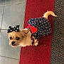dog, small_dog, pet, bow, dress, clothing, indoor, carpet, tile_floor, star_pattern, polka_dot, cute, animal, fur, tail, looking_up, domestic_animal, companion, adorable, fashion