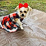 Nala joined the competition — help win amazing prizes! dog, small_dog, plaid_dress, red_bow, outdoor, grass, mat, cute, pet, animal, costume, fashion, sitting, fur, adorable, canine, portrait, looking, young, fluffy
