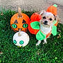 Nala joined the competition — help win amazing prizes! dog, pumpkin_costume, pumpkins, grass, outdoor, cute, pet, small_dog, orange, white_pumpkin, green_leaves, fall, halloween, costume, animal, face, decoration, festive, seasonal, nature