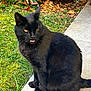Fripouille participe au concours pour gagner de l'argent avec cette photo : black_cat, cat, animal, pet, outdoor, grass, concrete, tongue_out, fur, whiskers, tail, nature, daylight, sitting, cute, mammal, eyes, ears, side_view, funny_expression