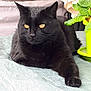 black_cat, cat, pet, feline, indoor, plant, green_plant, paw, golden_eyes, relaxed, lying_down, fur, whiskers, tablecloth, houseplant, domestic_cat, close_up, animal, cozy, resting
