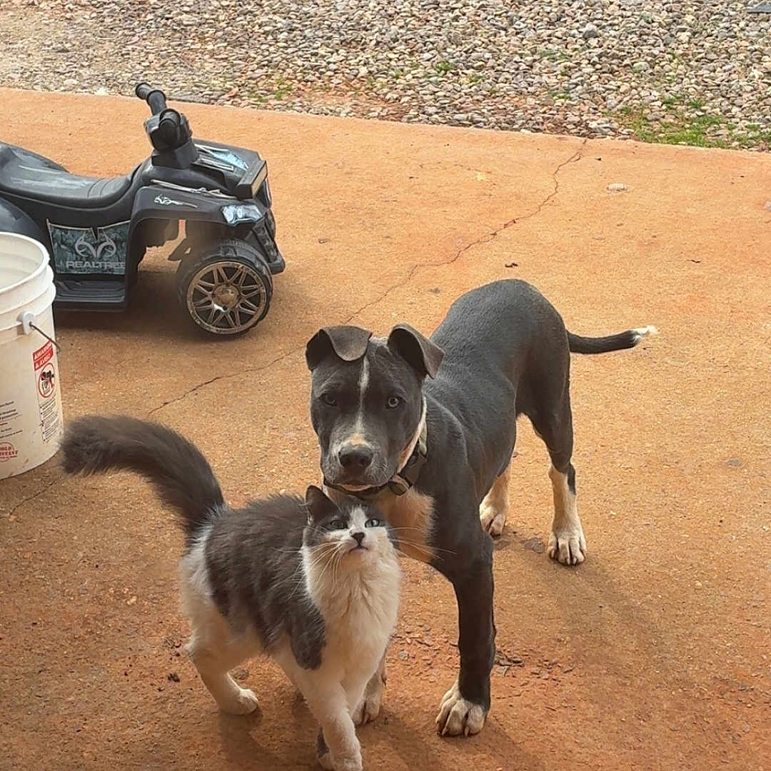 Loki joined the competition — help win amazing prizes! animal, backyard, bucket, cat, collar, companions, concrete, curious, dog, ears, friendship, fur, grass, gravel, outdoor, pet, playful, puppy, tail, toy_vehicle