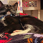 Henri is registered to the contest to win money with this photo: animal, black_and_white, blanket, cat, close_up, collar, comfort, cozy, cute, domestic, feline, fur, home, indoor, paw, pet, relaxed, resting, sleeping, warm