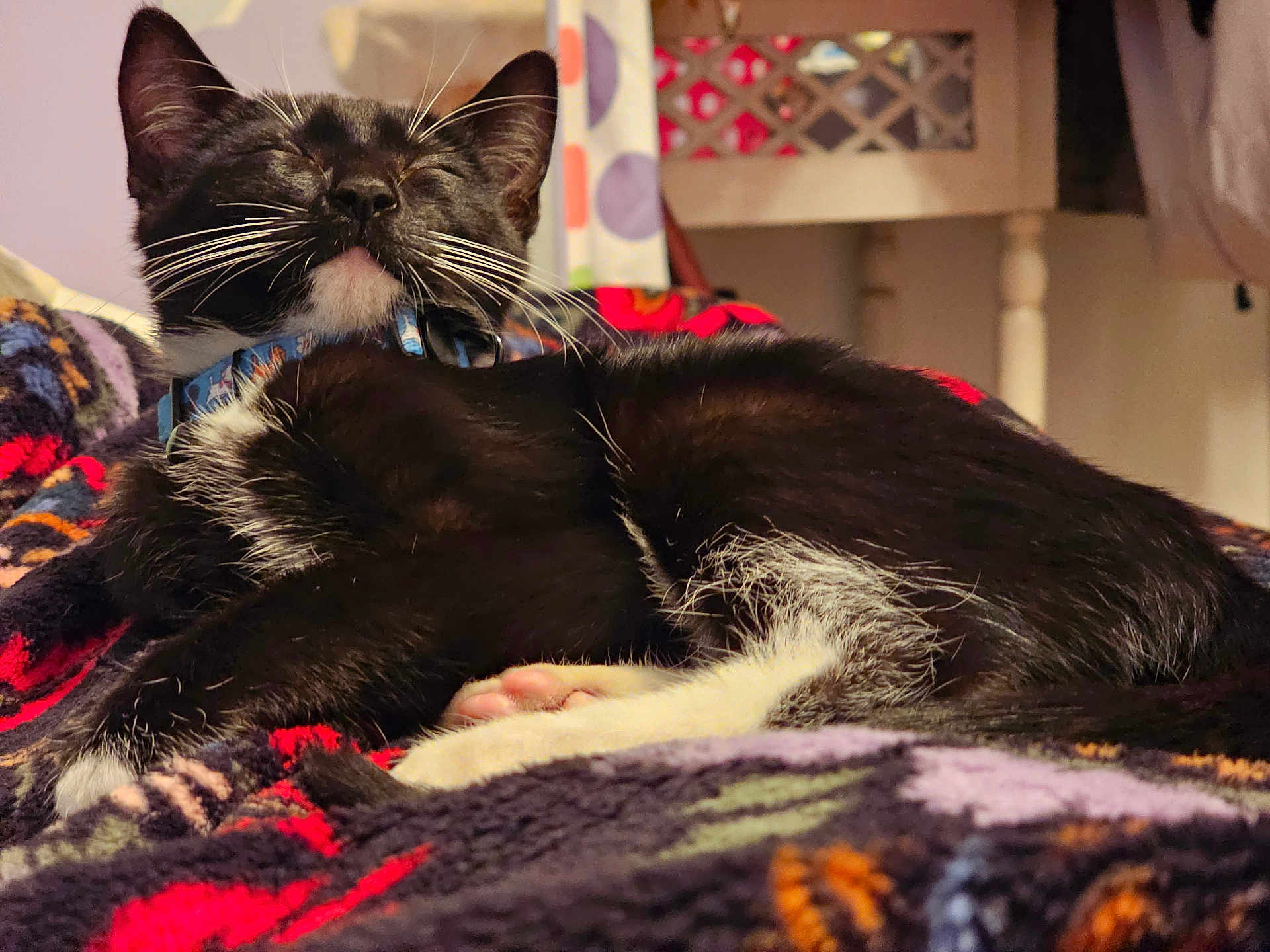 Henri is registered to the contest to win money with this photo: animal, black_and_white, blanket, cat, close_up, collar, comfort, cozy, cute, domestic, feline, fur, home, indoor, paw, pet, relaxed, resting, sleeping, warm