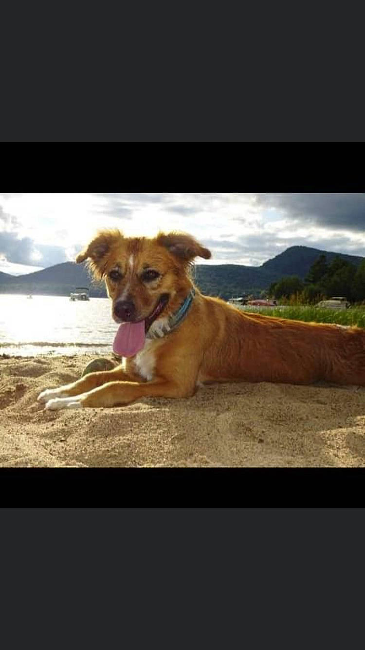 Karma joined the competition — help win amazing prizes! adventure, canidae, carnivore, cloud, collar, companion_dog, dog, dog_breed, fawn, fun, happy, landscape, plant, recreation, sand, sky, snout, sporting_group, tail, tree