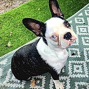 Valentine a rejoint le concours — aidez-le/la à gagner de superbes lots ! animal, black_and_white, blue_eye, boston_terrier, brown_eye, canine, curious, dog, ears_up, fur, grass, heterochromia, leaf, nose, outdoor, patterned_rug, paw, pet, rug, sitting