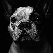 Valentine participe au concours pour gagner de l'argent avec cette photo : dog, french_bulldog, black_and_white, portrait, close_up, pet, animal, whiskers, ears, face, snout, expression, studio_lighting, moody, dark_background, canine, muzzle, fur, looking, cute