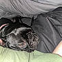 dog, black_dog, french_bulldog, pet, sleepy, blanket, cozy, indoor, close_up, resting, animal, fur, ear, face, snout, human_arm, fabric, comfort, relaxation, companion