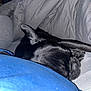 dog, black_dog, sleeping, bed, blanket, cozy, indoor, resting, pet, fur, ear, paw, fabric, comfort, nap, animal, cute, domestic_animal, closeup, relaxation