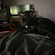 Maple joined the competition — help win amazing prizes! dog, black_dog, pet, lying_down, blanket, indoor, home_office, monitor, desk, chair, furniture, cozy, dim_lighting, animal, resting, ears_up, looking_at_camera, shiny_coat, wooden_furniture, technology