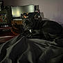 dog, black_dog, pet, lying_down, blanket, indoor, home_office, monitor, desk, chair, furniture, cozy, dim_lighting, animal, resting, ears_up, looking_at_camera, shiny_coat, wooden_furniture, technology
