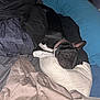 dog, sleeping, bed, pillow, blanket, indoor, resting, black_dog, canine, collar, cozy, nap, fur, domestic_animal, pet, comfort, relaxation, animal, quiet, home