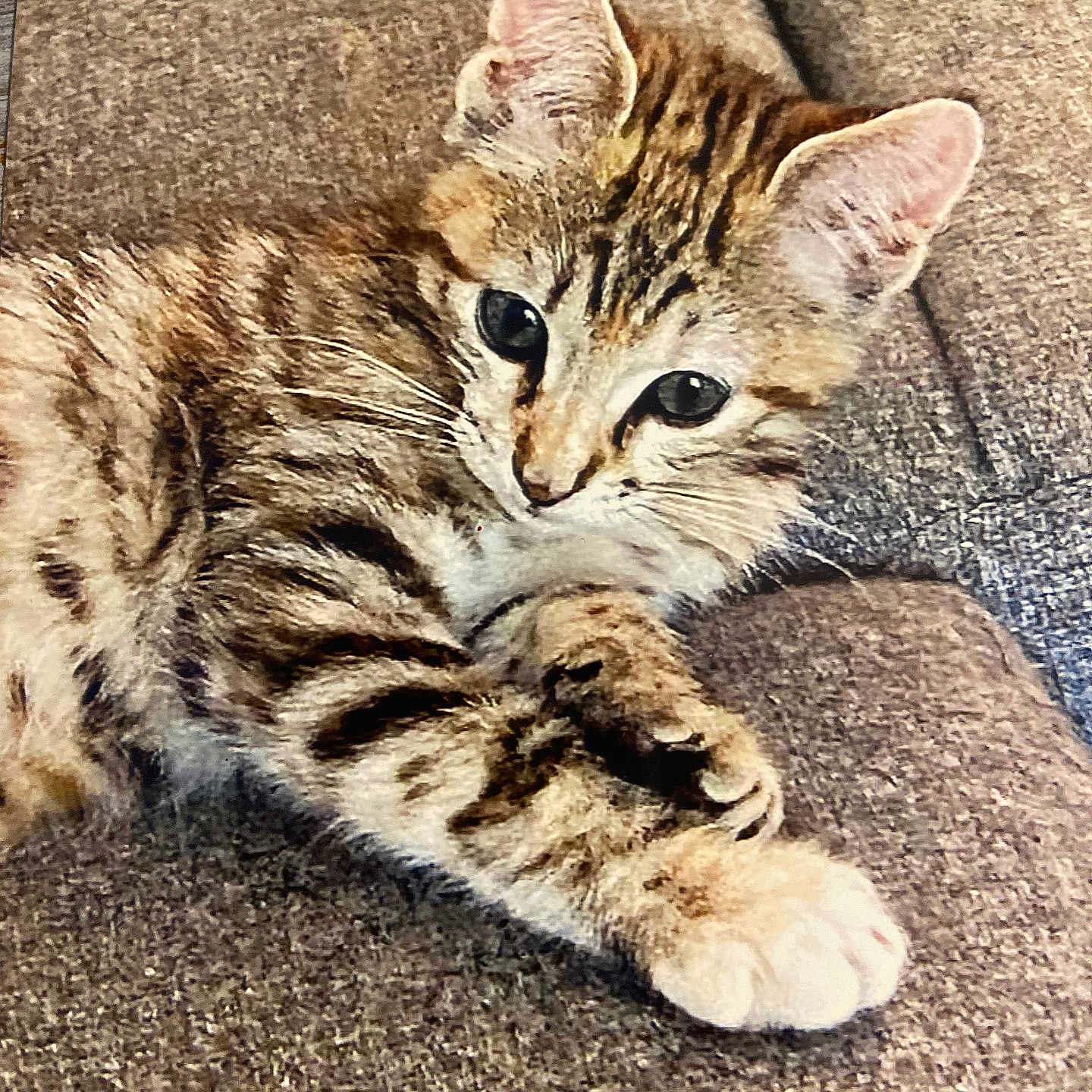 Nala participe au concours pour gagner de l'argent avec cette photo : abyssinian, animal, armchair, cat, chair, couch, cushion, egyptiancat, furniture, homedecor, kitten, manx, ocelot, person, pet, sleeping