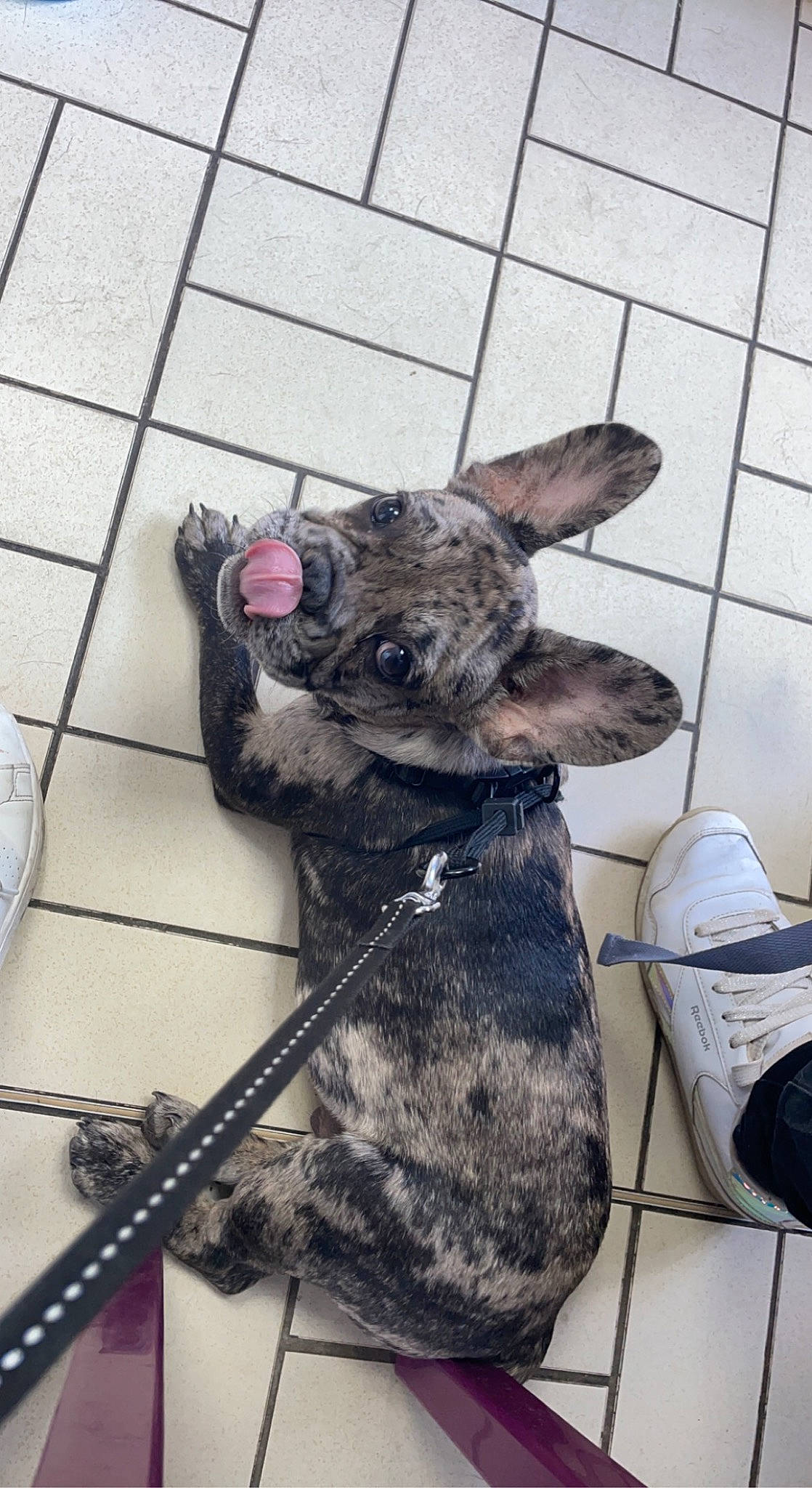 Marley a rejoint le concours — aidez-le/la à gagner de superbes lots ! canidae, carnivore, claw, collar, companion_dog, dog, dog_breed, dog_collar, fawn, felidae, flooring, fur, non_sporting_group, paw, selfie, snout, sporting_group, tail, whiskers, working_animal