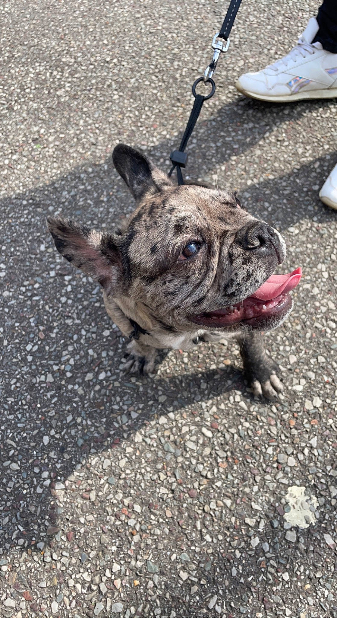 Marley a rejoint le concours — aidez-le/la à gagner de superbes lots ! asphalt, bulldog, canidae, carnivore, collar, companion_dog, concrete, dog, dog_breed, fawn, french_bulldog, grass, leash, road_surface, soil, sporting_group, tar, terrestrial_animal, toy_dog, wrinkle