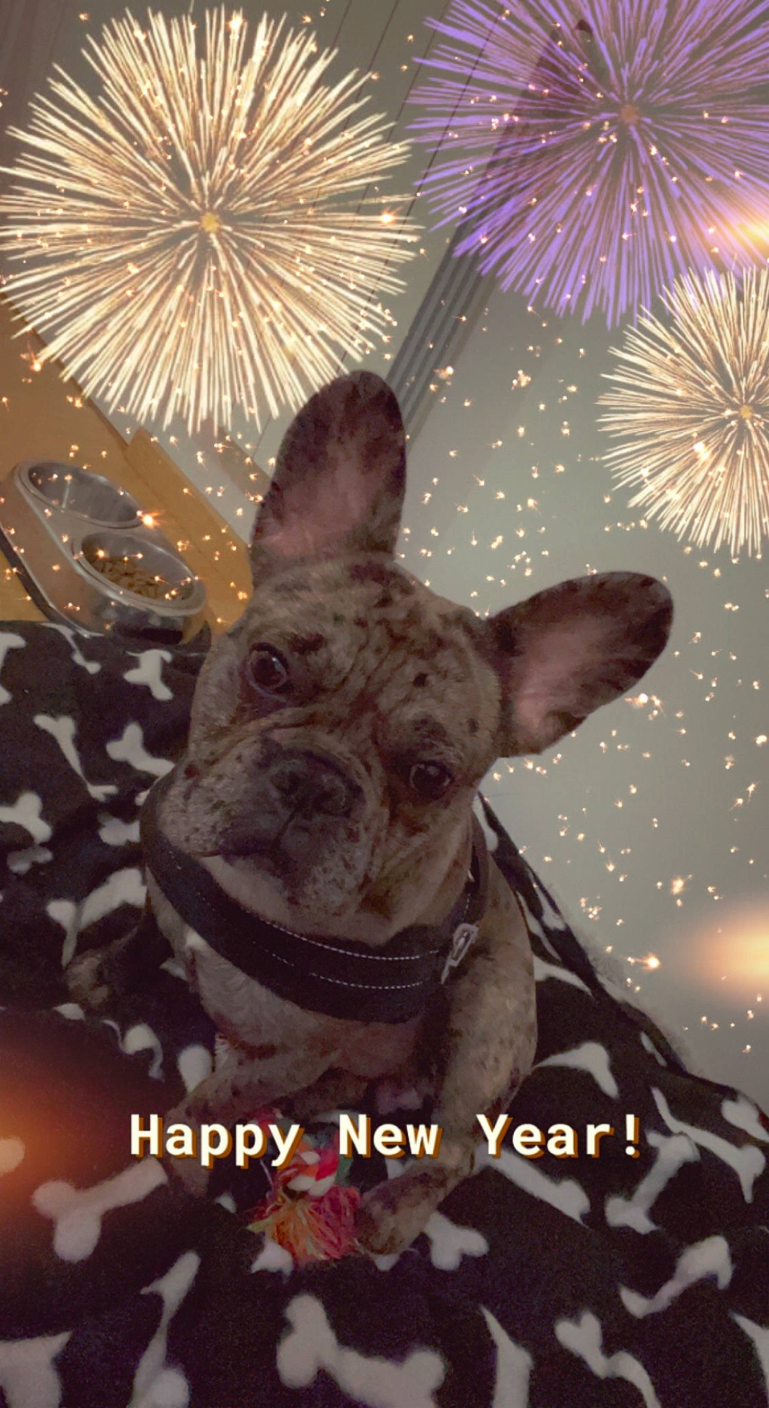 Marley a rejoint le concours — aidez-le/la à gagner de superbes lots ! art, christmas_decoration, event, fawn, fireworks, holiday, illustration, light, midnight, new_year, painting, photo_caption, recreation, sky, snapshot, space, stock_photography, terrestrial_animal, visual_arts, working_animal