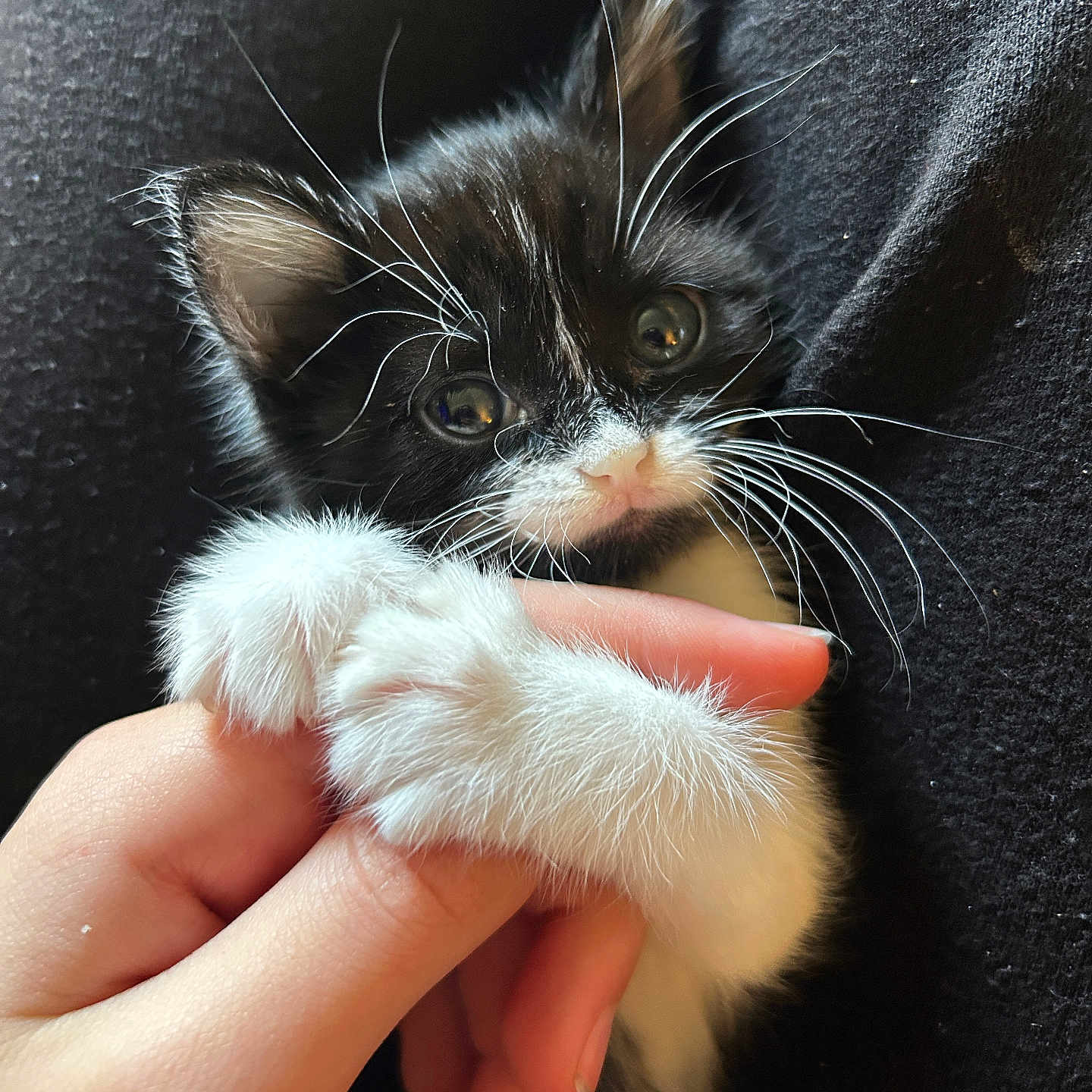 Odd joined the competition — help win amazing prizes! kitten, cat, paw, human_hand, black_fur, white_fur, whiskers, close_up, pet, cute, feline, animal, soft_texture, indoor, touching, fingers, adorable, young, black_background, fur