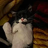 Odd joined the competition — help win amazing prizes! kitten, cat, sleeping, black_and_white, paw, whiskers, blanket, cozy, fur, cute, pet, animal, resting, indoors, soft, adorable, nap, warm, comfort, feline