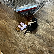 Odd is registered to the contest to win money with this photo: kitten, cat, black_and_white, sandal, wooden_floor, chair, rug, indoor, pet, small, cute, animal, flooring, footwear, furniture, resting, domestic, cozy, pink, playful