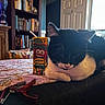 cat, black_and_white, juice_box, mott's, table, bookshelf, door, indoor, relaxing, furniture, tool, red_tool, whiskers, domestic_cat, resting, home, window, light, beverage, cartoon_face