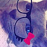 Connie Erika Kou joined the competition — help win amazing prizes! cat, glasses_filter, digital_overlay, hearts, pet, cute, whimsical, playful, closeup, face, feline, animal, indoor, collar, domestic, eyes, portrait, fun, filter, adorable