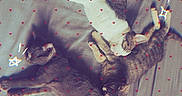 Connie Erika Kou is registered to the contest to win money with this photo: cat, animal, pet, sleeping, bed, feline, gray, tabby, striped, cute, cozy, resting, indoor, floor, tile, overlay, hearts, stars, three_cats, relaxing