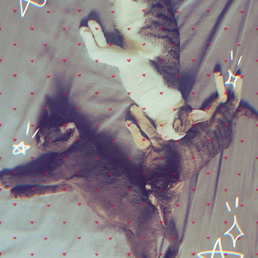 Connie Erika Kou is registered to the contest to win money with this photo: cat, animal, pet, sleeping, bed, feline, gray, tabby, striped, cute, cozy, resting, indoor, floor, tile, overlay, hearts, stars, three_cats, relaxing