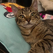 Huey Magoo is registered to the contest to win money with this photo: animal, cat, closeup, cozy, cushion, cute, domestic, ears, eyes, face, feline, fur, indoor, pet, pillow, relaxed, resting, striped, tabby, whiskers
