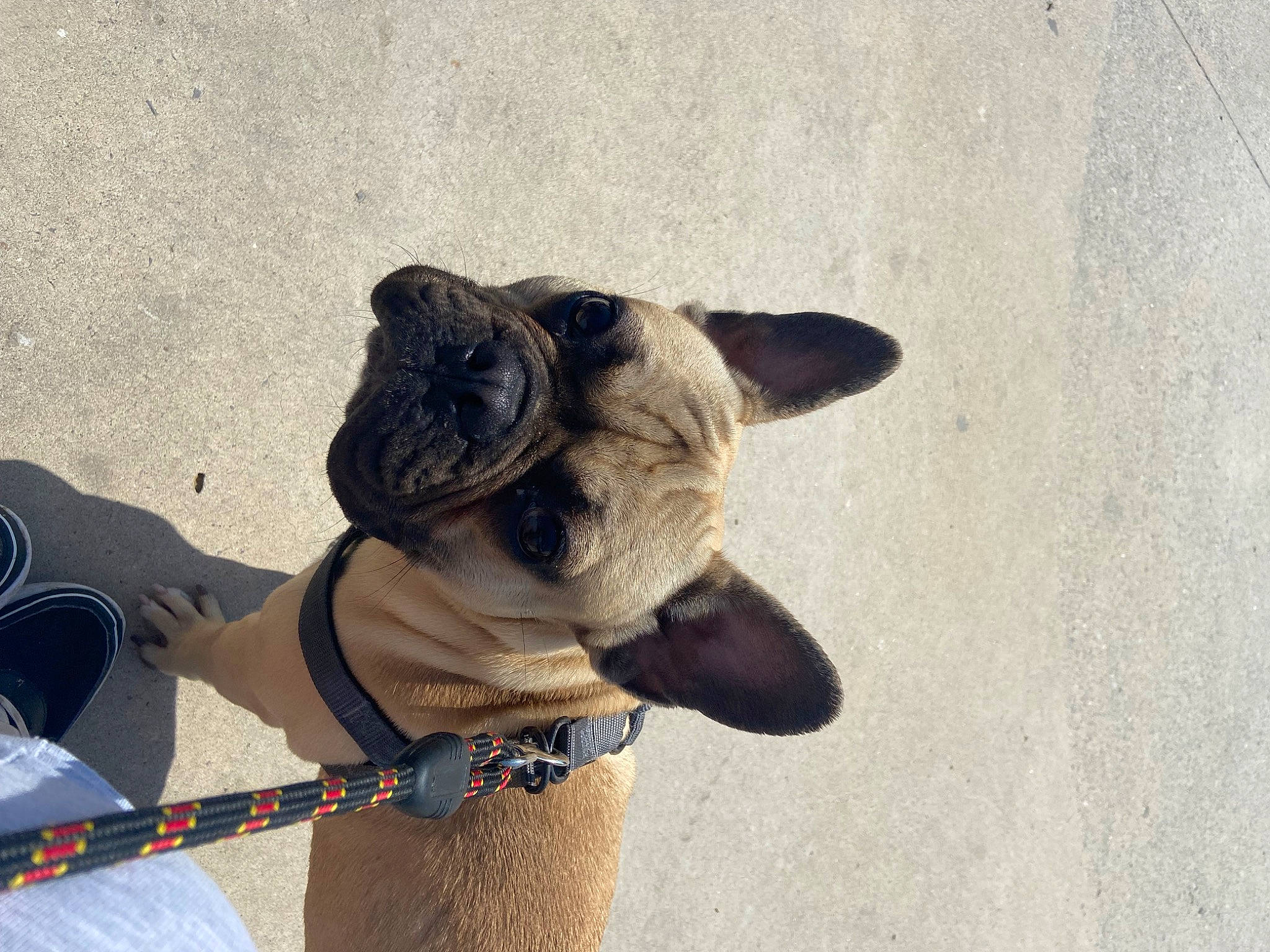Boubou participe au concours pour gagner de l'argent avec cette photo : camelid, canidae, carnivore, collar, companion_dog, dog, dog_breed, dog_collar, dog_supply, electric_blue, fawn, landscape, leash, pet_supply, pug, snout, sporting_group, terrestrial_animal, working_animal, wrinkle