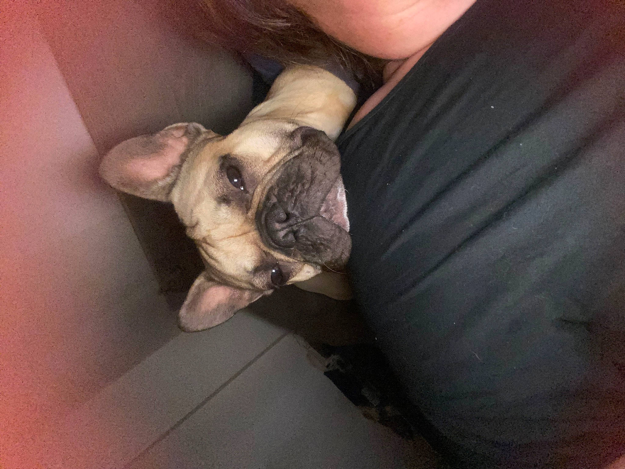 Boubou participe au concours pour gagner de l'argent avec cette photo : bulldog, canidae, carnivore, comfort, companion_dog, dog, dog_breed, ear, fawn, french_bulldog, fur, molosser, paw, pug, sporting_group, terrestrial_animal, toy_dog, whiskers, working_animal, wrinkle