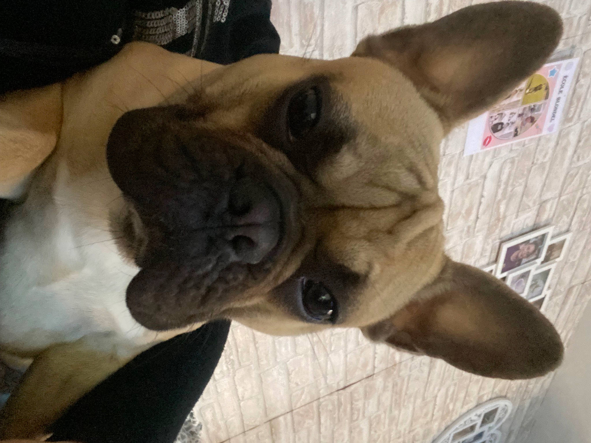 Boubou participe au concours pour gagner de l'argent avec cette photo : bulldog, canidae, carnivore, collar, comfort, companion_dog, dog, dog_breed, dog_collar, ear, fawn, french_bulldog, molosser, snout, sporting_group, terrestrial_animal, toy_dog, whiskers, working_animal, wrinkle