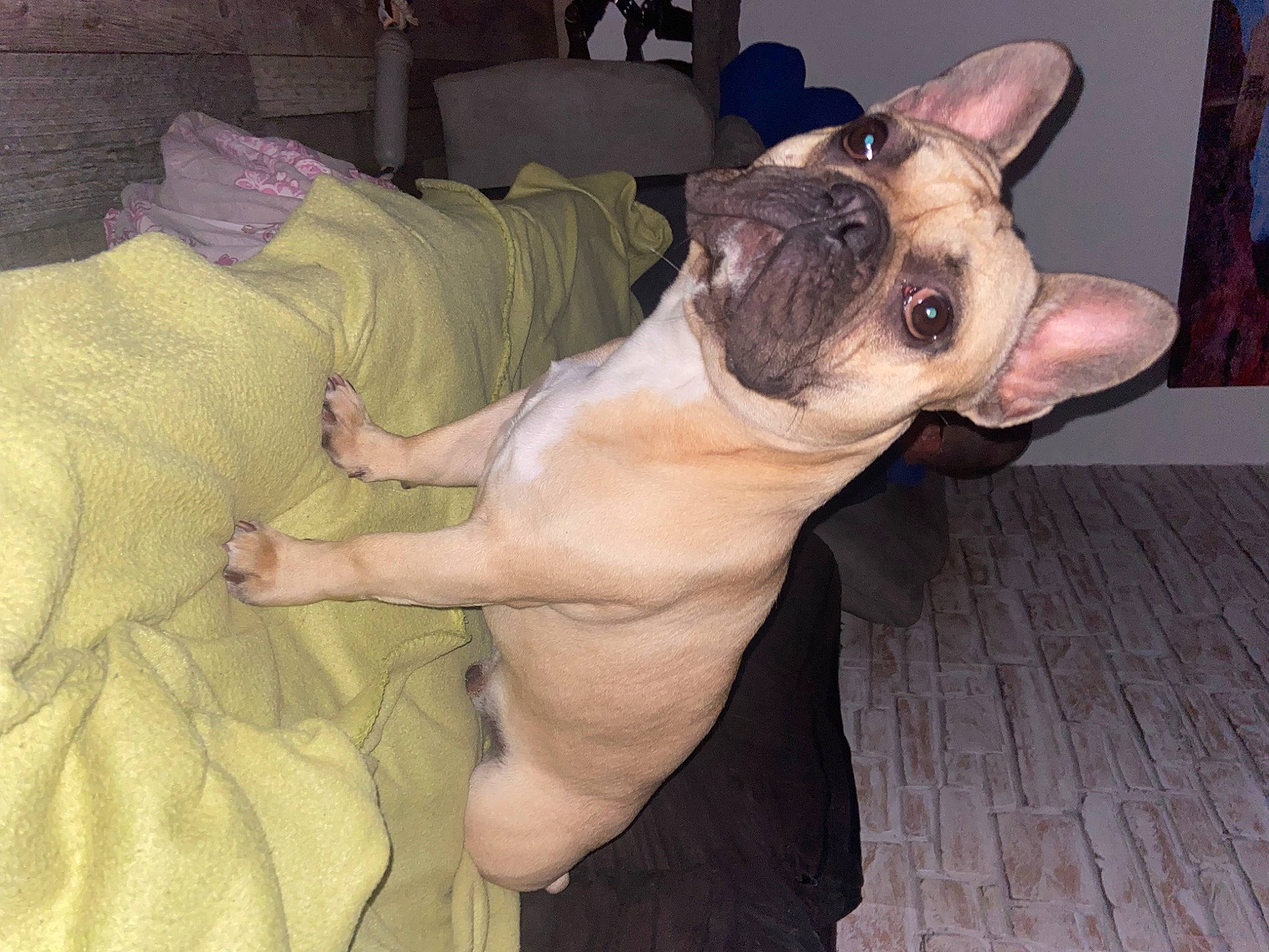 Boubou
