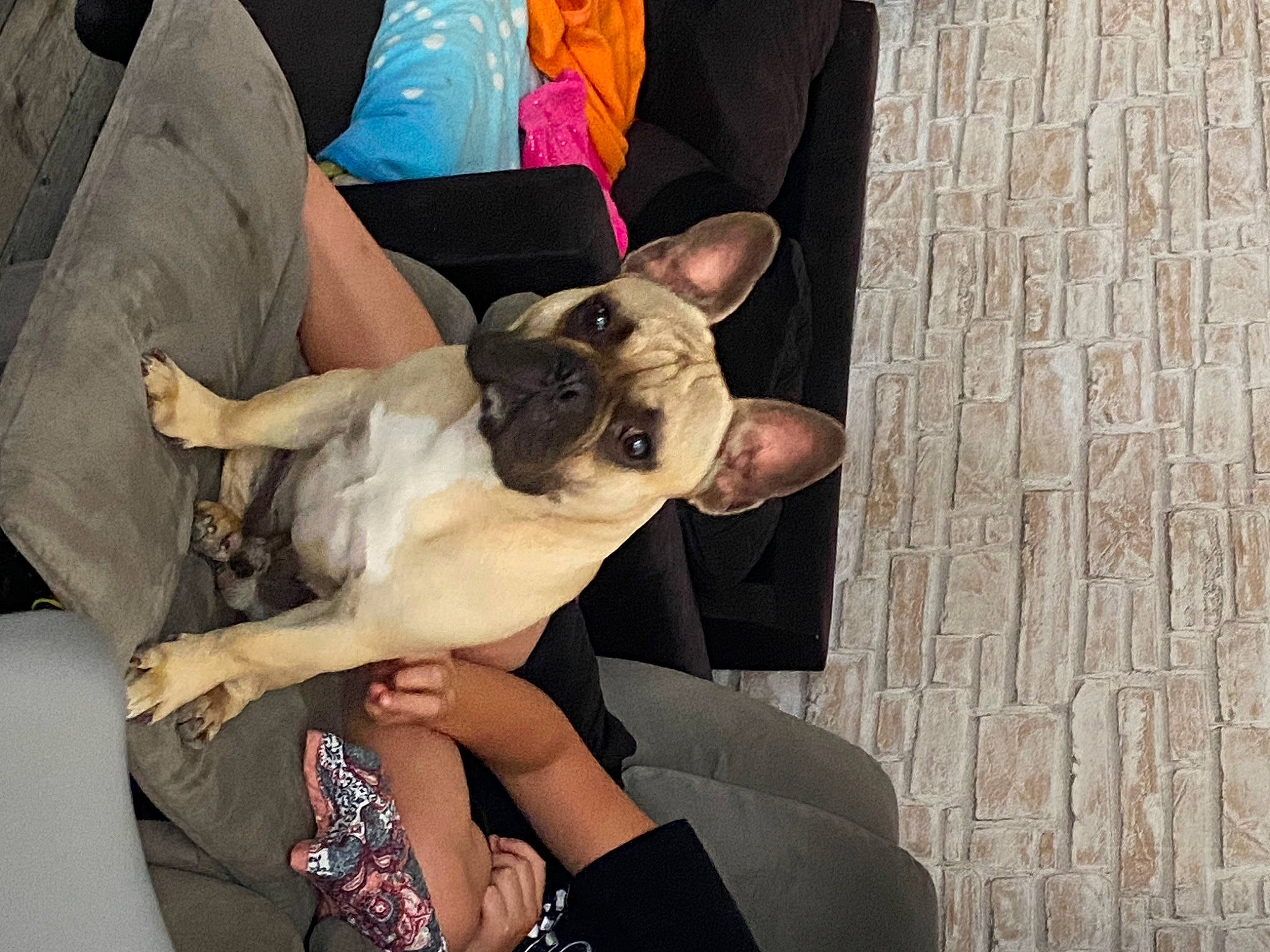 Boubou a rejoint le concours — aidez-le/la à gagner de superbes lots ! bulldog, canidae, carnivore, comfort, companion_dog, dog, dog_breed, elbow, fawn, gesture, hand, human_leg, knee, nail, pug, sitting, sporting_group, toy_dog, wood, working_animal