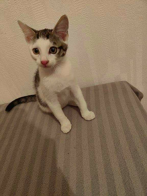 Kira participe au concours pour gagner de l'argent avec cette photo : carnivore, cat, claw, comfort, domestic_short_haired_cat, eye, fawn, felidae, flooring, fur, hardwood, linens, pattern, paw, small_to_medium_sized_cats, snout, tail, whiskers, wood